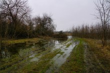 Наводнение в лесах Елизаветинского острова