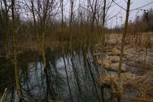 Наводнение в лесах Елизаветинского острова