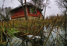 Наводнение в лесах Елизаветинского острова