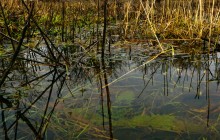 Наводнение в лесах Елизаветинского острова