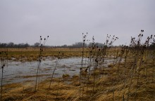 Наводнение в лесах Елизаветинского острова