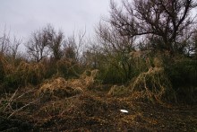 Наводнение в лесах Елизаветинского острова