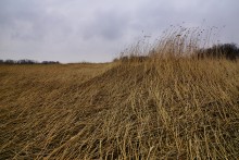 Наводнение в лесах Елизаветинского острова