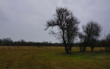 Наводнение в лесах Елизаветинского острова