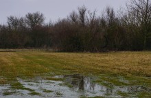 Наводнение в лесах Елизаветинского острова