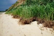 Берег Таганрогского залива между поселком Приазовский и хутором Рожок