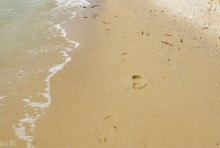 Берег Таганрогского залива между поселком Приазовский и хутором Рожок