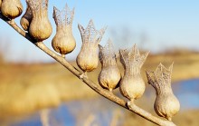 Белена, Кагальник, февраль