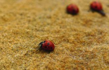 Божьи коровки в феврале