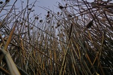 Вокруг станицы Усть-Быстрянской по берегу Северского Донца и Кундрюченским пескам