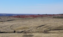 Заросли краснотала в долине реки Быстрой