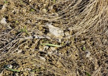 Грядная гора на реке Быстрой