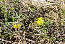 Путешествуя между зимой и весной по Донецкому кряжу. 