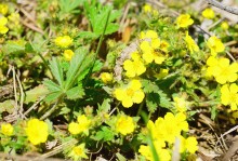 Апрельское путешествие по Тузловским склонам с цветами и облаками.