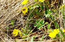 Апрельское путешествие по Тузловским склонам с цветами и облаками.