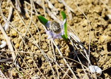Апрельское путешествие по Тузловским склонам с цветами и облаками.