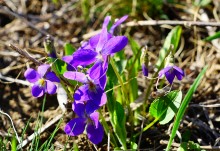 Апрельское путешествие по Тузловским склонам с цветами и облаками.