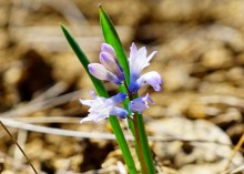 Апрельское путешествие по Тузловским склонам с цветами и облаками.