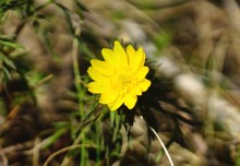 Апрельское путешествие по Тузловским склонам с цветами и облаками.