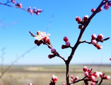Апрельское путешествие по Тузловским склонам с цветами и облаками.