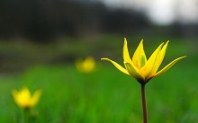 Апрельское путешествие по Тузловским склонам с цветами и облаками.