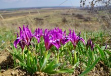Апрельское путешествие по Тузловским склонам с цветами и облаками.