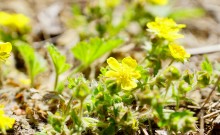 Апрельское путешествие по Тузловским склонам с цветами и облаками.