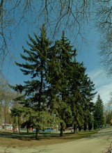 Деревья Сельмаша, сосны