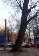 Деревья Сельмаша, самый большой тополь Ростова-на-Дону