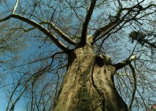 Деревья Сельмаша, платан