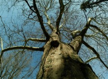 Деревья Сельмаша, платан