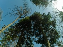 Деревья Сельмаша, пихты и лиственницы