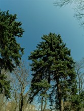 Деревья Сельмаша, сосны