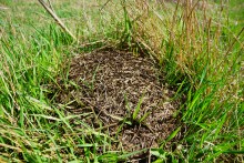 Приключение черепашонка на весеннем берегу Тузлова