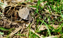 Приключение черепашонка на весеннем берегу Тузлова