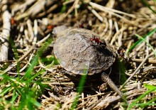 Приключение черепашонка на весеннем берегу Тузлова