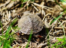 Приключение черепашонка на весеннем берегу Тузлова