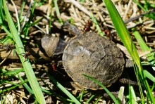 Приключение черепашонка на весеннем берегу Тузлова