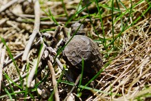 Приключение черепашонка на весеннем берегу Тузлова