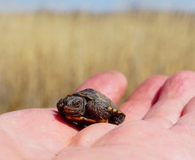 Приключение черепашонка на весеннем берегу Тузлова