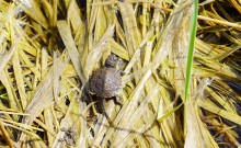 Приключение черепашонка на весеннем берегу Тузлова