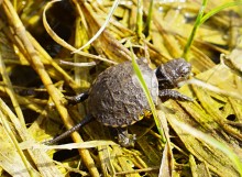 Приключение черепашонка на весеннем берегу Тузлова