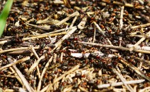 Приключение черепашонка на весеннем берегу Тузлова