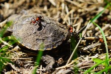 Приключение черепашонка на весеннем берегу Тузлова