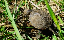 Приключение черепашонка на весеннем берегу Тузлова
