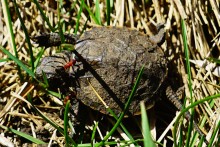Приключение черепашонка на весеннем берегу Тузлова