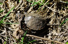 Приключение черепашонка на весеннем берегу Тузлова