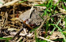 Приключение черепашонка на весеннем берегу Тузлова