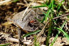 Приключение черепашонка на весеннем берегу Тузлова