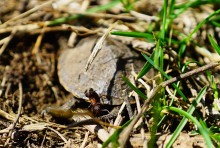 Приключение черепашонка на весеннем берегу Тузлова